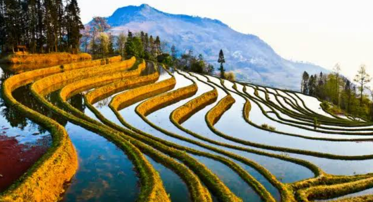 Yuanyang Rice Terraces